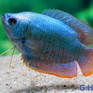 Angebot Zwergfadenfisch "Blue Neon", lg (Colisa lalia)
