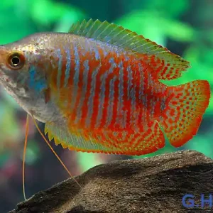 Zwergfadenfisch, lg (Colisa lalia) Sale