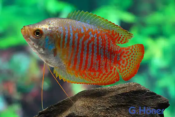 Zwergfadenfisch, lg (Colisa lalia) Sale