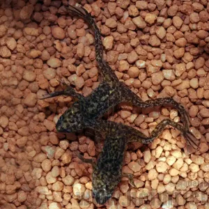 Zwergkrallenfrosch, lg 5Stück (Hymenochirus spec.) Bestseller