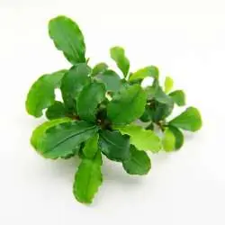 Preisknaller Bucephalandra spec. ‚Broad Wavy‘ In-Vitro