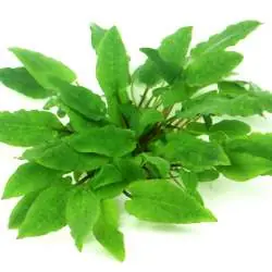 Geprüft Cryptocoryne wendtii 'Broad Leaf' In-Vitro