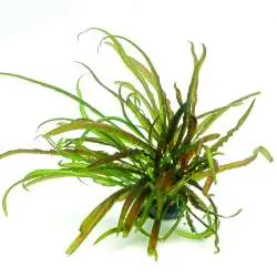 Cryptocoryne crispatula In-Vitro Jetzt Bestellen