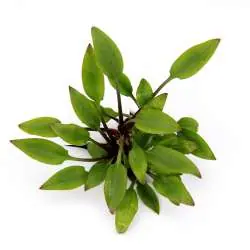 Cryptocoryne lutea, spec. ‘Hobbit’ In-Vitro Expressversand