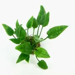 Neue Ware Cryptocoryne X purpurea In-Vitro