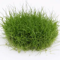 Eleocharis pusilla In-Vitro Neu