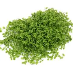 Micranthemum spec. ‚Montecarlo‘ In-Vitro Sichere Zahlung