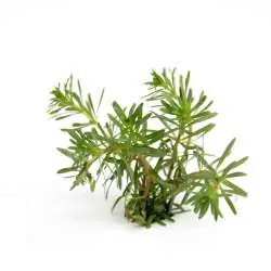 Rotala walichii In-Vitro Beliebt