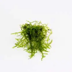 Vesicularia ferriei In-Vitro Sichere Zahlung