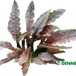Top-Angebot Cryptocoryne spec. ‘Flamingo’