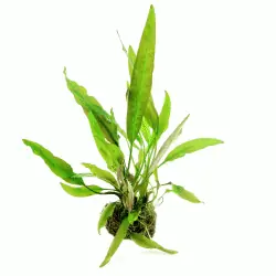 Bestpreis Cryptocoryne usteriana