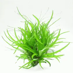 Eichhornia diversifolia Schneller Versand