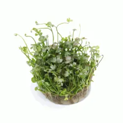 Marsilea hirsuata Mega-Angebot