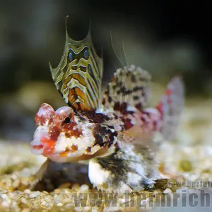 Jetzt Kaufen Stern-Mandarinfisch (Synchiropus stellatus)