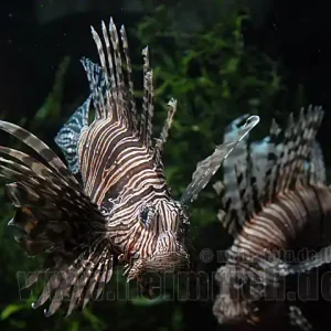 Antennen-Rotfeuerfisch, med. (Pterois antennata) Ausverkauf