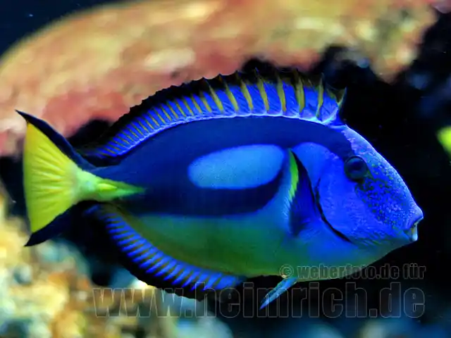 Sichere Zahlung Paletten-Doktorfisch, med. (Paracanthurus hepatus)