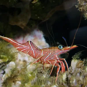 Sale Rhynchocinetes durbanensis (Durban-Tanzgarnele)