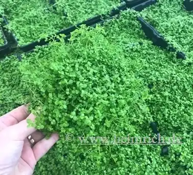 Micranthemum Monte Carlo, auf Netz 10x15cm Angebot