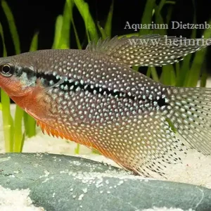 Angebot Mosaikfadenfisch, large (Trichogaster leeri)
