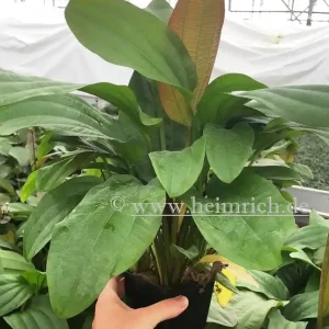 Sale Echinodorus impaii XXL (Mutterpflanze)