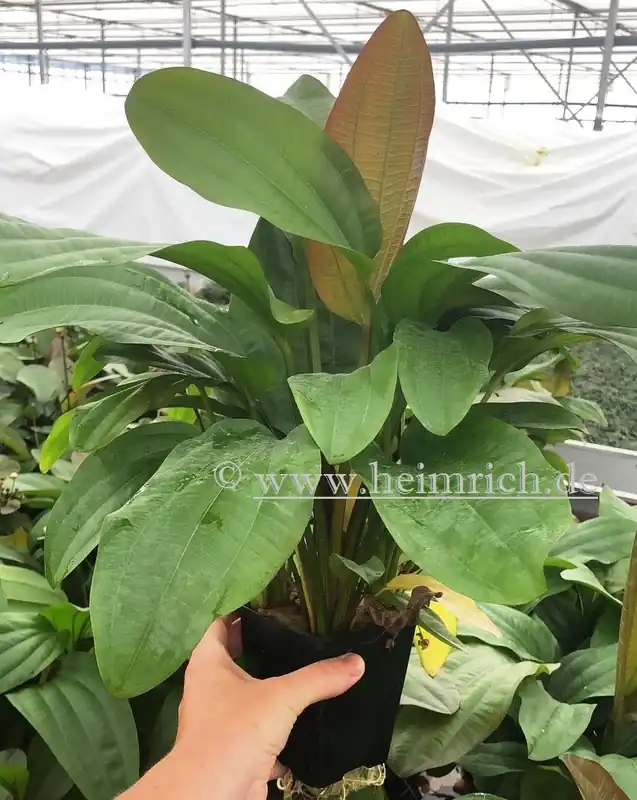 Sale Echinodorus impaii XXL (Mutterpflanze)