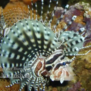 Zebra-Zwergfeuerfisch, med. (Dendrochirus zebra) Super-Preis