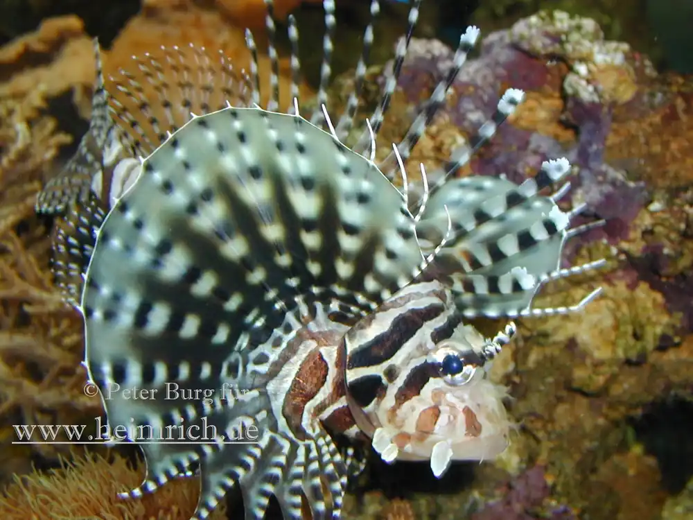 Zebra-Zwergfeuerfisch, med. (Dendrochirus zebra) Super-Preis