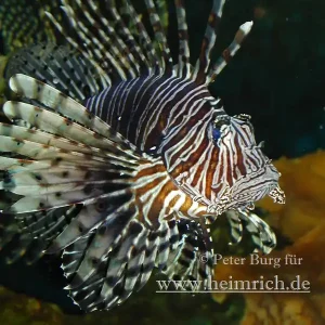 Aktuell Pazifischer Rotfeuerfisch, med. (Pterois volitans)