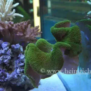 Jetzt Bestellen Stichodactyla haddoni (Grüne Teppich-Anemone)