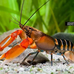Sale Cherax cf. peknyi - "Red Claw Zebra" Krebs