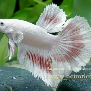 Siam. Kampffisch PREMIUM 'Halfmoon Opaque White', lg (Betta splendens) Garantierte Lieferung