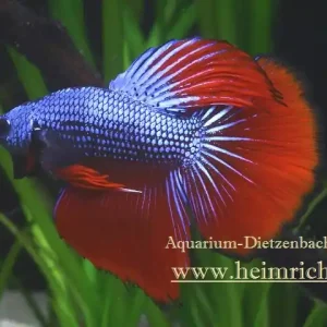 Schnäppchen Siam. Kampffisch PREMIUM 'Halfmoon Special Color', lg (Betta splendens)