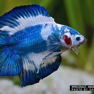 Siam. Kampffisch PREMIUM-Special 'Halfmoon Doubletail', lg (Betta splendens) Preisreduziert