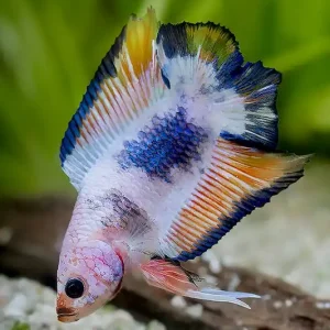 Siam. Kampffisch PREMIUM-Special 'Halfmoon Doubletail', lg (Betta splendens) Jetzt Kaufen