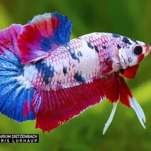 Siam. Kampffisch PREMIUM-Special 'KOI', lg (Betta splendens) Kracherpreis