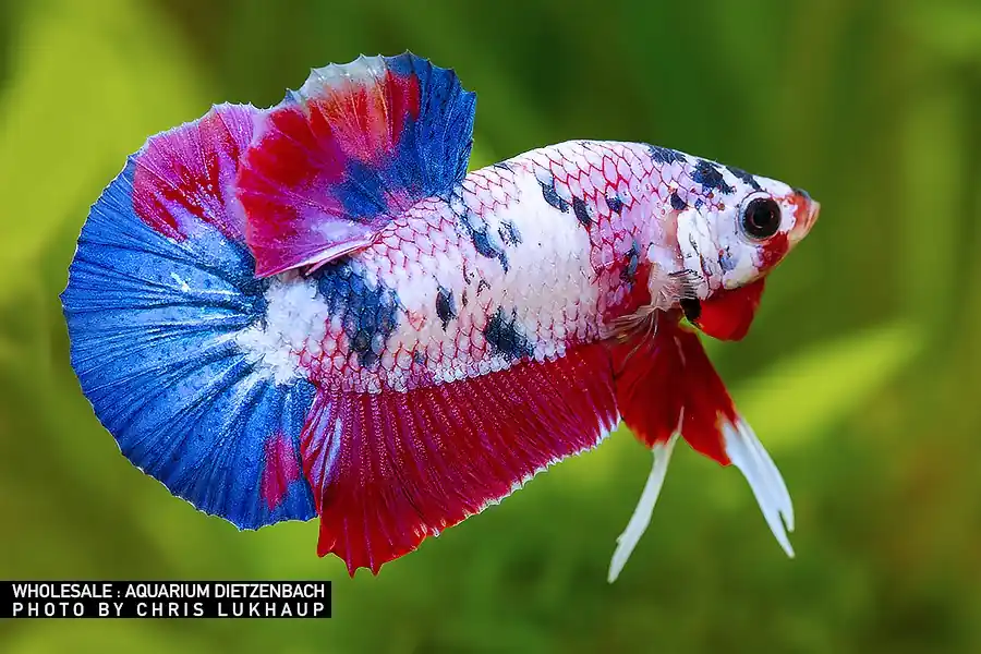 Siam. Kampffisch PREMIUM-Special 'KOI', lg (Betta splendens) Kracherpreis