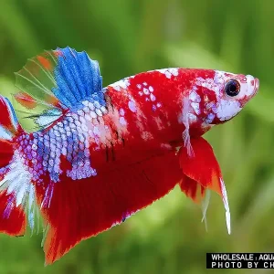 Siam. Kampffisch PREMIUM-Special 'KOI', lg (Betta splendens) Sonderangebot