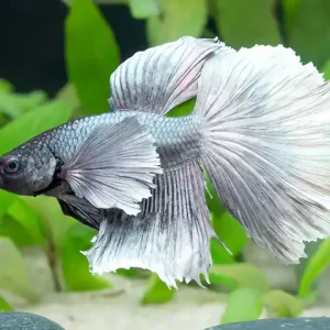 Siam. Kampffisch PREMIUM-Special 'Halfmoon Bigear', lg (Betta splendens) Sichere Zahlung