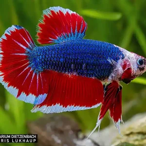 Solange Der Vorrat Reicht Siam. Kampffisch PREMIUM-Special 'Gigant XXL', lg (Betta splendens)