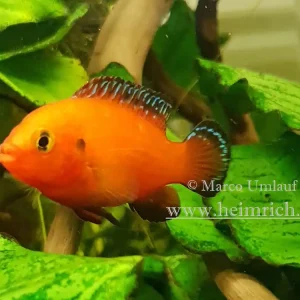 Knallerangebot Hemichromis exsul weibl., small (Roter Juwelenbuntbarsch)