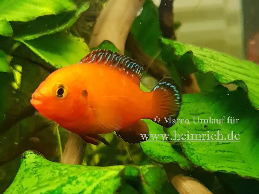 Knallerangebot Hemichromis exsul weibl., small (Roter Juwelenbuntbarsch)