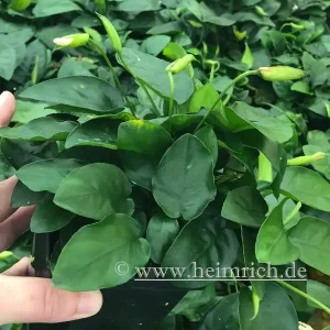 Anubia barteri nana XXL - Mutterpflanze Neuheit