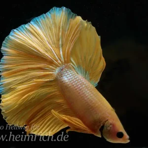 Schnäppchen Siam. Kampffisch spec. Dragon Gold, lg (Betta splendens)