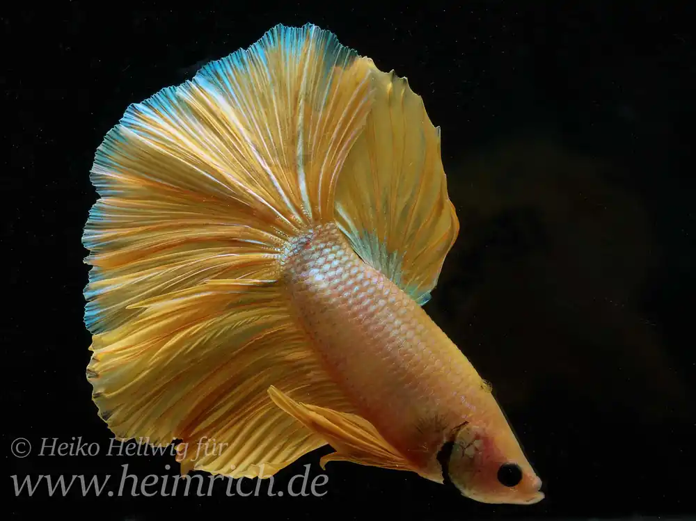 Schnäppchen Siam. Kampffisch spec. Dragon Gold, lg (Betta splendens)