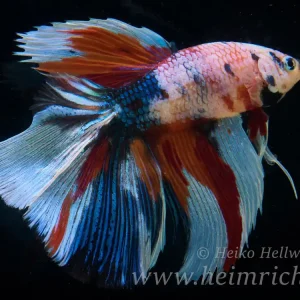 Versand Am Gleichen Tag Siam. Kampffisch Half Moon Multicolor, lg (Betta splendens)