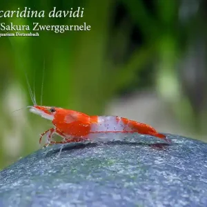 Must-Have Neocaridina davidi, large ("Rilli" Sakura Zwerggarnele)