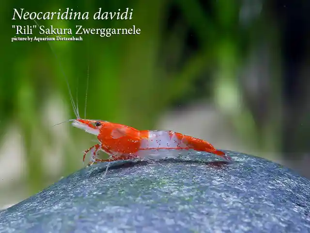 Must-Have Neocaridina davidi, large ("Rilli" Sakura Zwerggarnele)