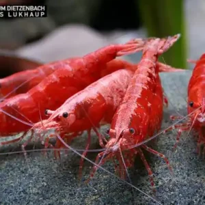 Neocaridina davidi, large ("Sakura" Fire Zwerggarnele) Sonderangebot
