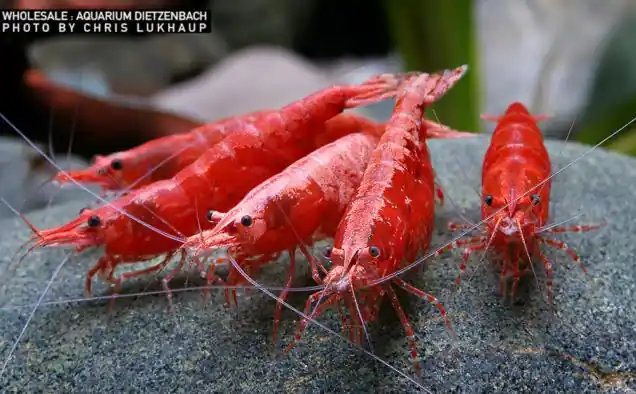Neocaridina davidi, large ("Sakura" Fire Zwerggarnele) Sonderangebot