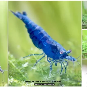 Neocaridina davidi, large (Sapphire-Zwerggarnele) 25er-Gruppe-Copy Direkt Vom Hersteller